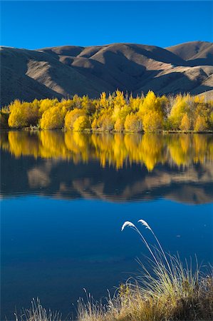 simsearch:841-05962206,k - Intense golden foliage along a lakeside near Twizel, South Canterbury, South Island, New Zealand, Pacific Foto de stock - Con derechos protegidos, Código: 841-05962188