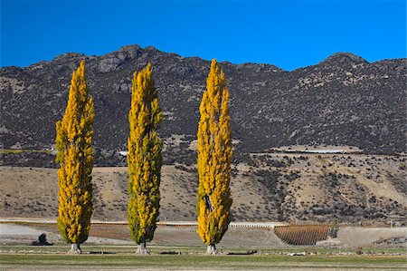 Autumnal colours on the poplar trees near Cromwell, Otago, South Island, New Zealand, Pacific Foto de stock - Con derechos protegidos, Código: 841-05962189