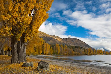 Couleurs d'automne dorer au bord du lac à Wanaka, île du Sud, Nouvelle-Zélande, Otago, Pacifique Photographie de stock - Rights-Managed, Code: 841-05962180