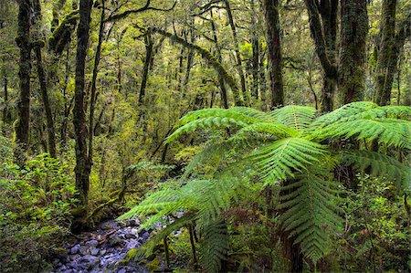 simsearch:841-05962191,k - Temperate rainforest in Fiordland National Park, UNESCO World Heritage Site, South Island, New Zealand, Pacific Foto de stock - Con derechos protegidos, Código: 841-05962198