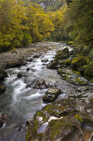 simsearch:841-06034082,k - Rocky stream cuts through the dense Fiordland forest, South Island, New Zealand, Pacific Stock Photo - Rights-Managed, Code: 841-05962200