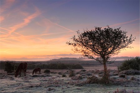 foggy (weather) - New Forest ponies graze on a frosty winters morning, New Forest National Park, Hampshire, England, United Kingdom, Europe Stock Photo - Rights-Managed, Code: 841-05962235