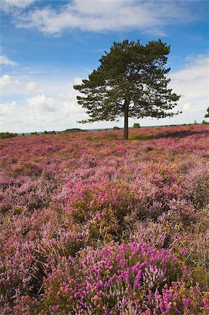 simsearch:841-05848777,k - Heather covers the New Forest heathland in the summer, Hampshire, England, United Kingdom, Europe Foto de stock - Con derechos protegidos, Código: 841-05962265