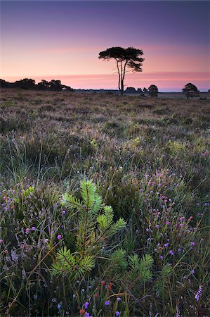 A small pine tree growing amongst the heather on Wilverley Plain, New Forest National Park, Hampshire, England, United Kingdom, Europe Stock Photo - Rights-Managed, Code: 841-05962266