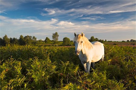 New Forest Pony grazing in the bracken, New Forest National Park, Hampshire, England, United Kingdom, Europe Stock Photo - Rights-Managed, Code: 841-05962276