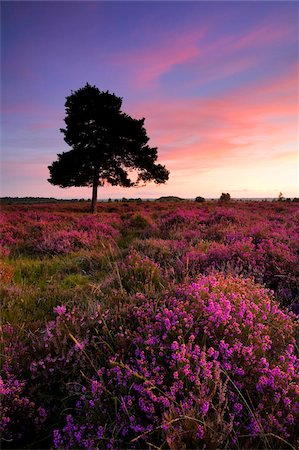 pink - Bell Heather in voller Blüte auf der neuen Gesamtstruktur Heidelandschaft, Hampshire, England, Vereinigtes Königreich, Europa Stockbilder - Lizenzpflichtiges, Bildnummer: 841-05962270