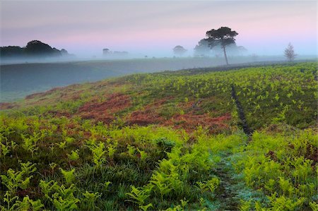 Lush new growth bracken fronds shoot up on a misty morning, New Forest National Park, Hampshire, England, United Kingdom, Europe Foto de stock - Con derechos protegidos, Código: 841-05962298