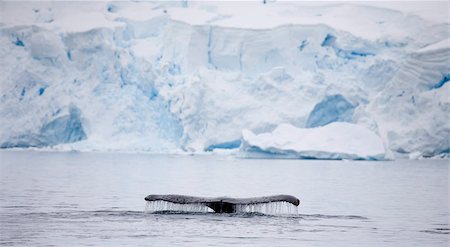Baleine à bosse plonge dans les profondeurs de Paradise Harbour, péninsule Antarctique, l'Antarctique, les régions polaires Photographie de stock - Rights-Managed, Code: 841-05962299