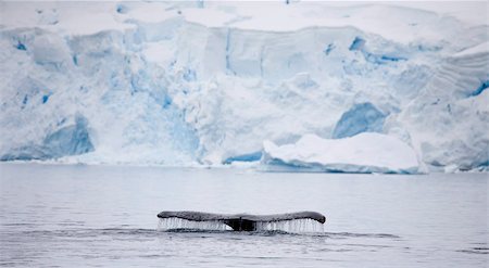 frozen surface - Humpback whale dives into the depths of Paradise Harbour, Antarctic Peninsula, Antarctica, Polar Regions Stock Photo - Rights-Managed, Code: 841-05962299