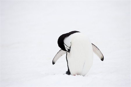 pingüim-antártico - Chinstrap penguin grooming, Half Moon Island, South Shetland Islands, Antarctic Peninsula, Antarctica, Polar Regions Foto de stock - Direito Controlado, Número: 841-05962312