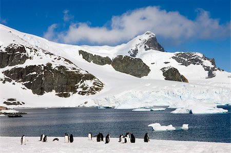 simsearch:841-07206023,k - Gentoo penguin colony at Cuverville Island, Antarctic Peninsula, Antarctica, Polar Regions Foto de stock - Con derechos protegidos, Código: 841-05962361