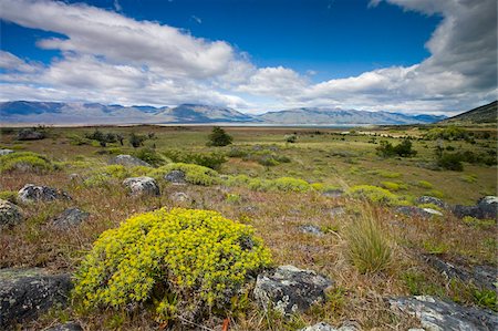 el calafate - Summer on the Patagonian Steppe near El Calafate, Patagonia, Argentina, South America Foto de stock - Con derechos protegidos, Código: 841-05962384