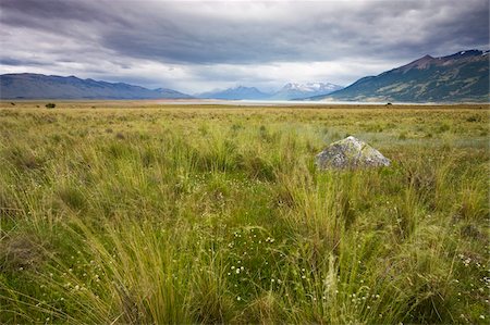el calafate - Summer on the Patagonian meadows near El Calafate, Patagonia, Argentina, South America Foto de stock - Con derechos protegidos, Código: 841-05962400