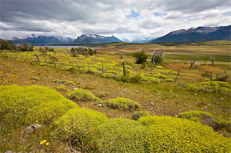 el calafate - Blooming plants turn the Patagonian meadows yellow in summer, El Calafate, Patagonia, Argentina, South America Foto de stock - Con derechos protegidos, Código: 841-05962402