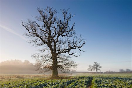 dorset - Misty winter morning in farmland near Wimborne, Dorset, England, United Kingdom, Europe Foto de stock - Con derechos protegidos, Código: 841-05962422