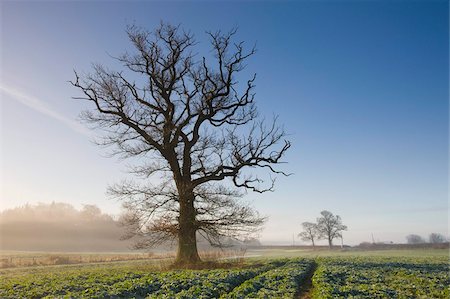 dorset landscape - Misty winter morning in farmland near Wimborne, Dorset, England, United Kingdom, Europe Stock Photo - Rights-Managed, Code: 841-05962422