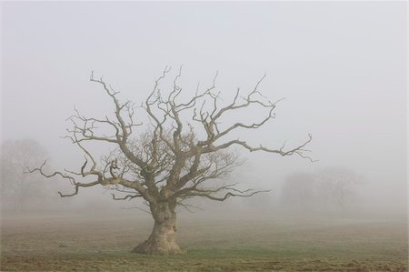 simsearch:841-05961781,k - Tree in field surrounded by thick mist, Winkleigh, Mid Devon, England, United Kingdom, Europe Foto de stock - Direito Controlado, Número: 841-05962445