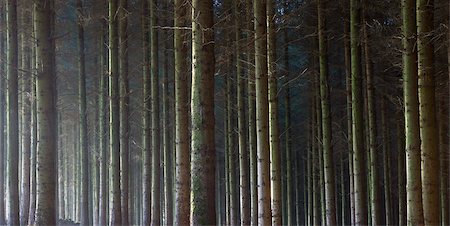 pin - Un enclos de bois de pin dans le Parc National d'Exmoor, Devon, Angleterre, Royaume-Uni, Europe Photographie de stock - Rights-Managed, Code: 841-05962489