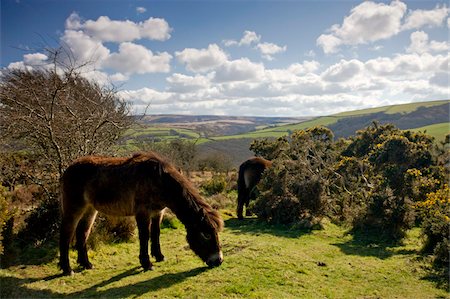 simsearch:841-05962441,k - Exmoor ponies graze on Porlock Hill, Exmoor National Park, Somerset, England, United Kingdom, Europe Foto de stock - Con derechos protegidos, Código: 841-05962501