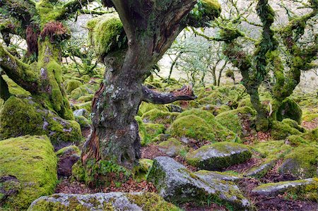 Verdrehte Eichen wachsen unter anderem die bemoosten Felsbrocken in Wistmans Wood, Dartmoor Nationalpark, Devon, England, Vereinigtes Königreich, Europa Stockbilder - Lizenzpflichtiges, Bildnummer: 841-05962541