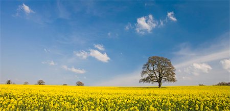 simsearch:841-05962612,k - Rapeseed field and mature tree in field, Devon, England, United Kingdom, Europe Foto de stock - Con derechos protegidos, Código: 841-05962559