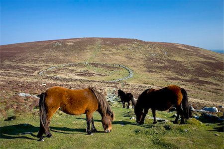 simsearch:841-05962441,k - Dartmoor ponies grazing by the remains of the stone circled prehistoric village Grimspound, Dartmoor, Devon, England, United Kingdom, Europe Foto de stock - Con derechos protegidos, Código: 841-05962552