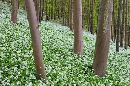 Wild garlic growing in a woodland, Winterbourne Abbas, Dorset, England, United Kingdom, Europe Foto de stock - Con derechos protegidos, Código: 841-05962567