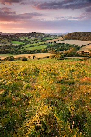 dorset - Rolling Dorset countryside viewed from Golden Cap, Dorset, England, United Kingdom, Europe Foto de stock - Con derechos protegidos, Código: 841-05962598