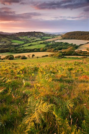 dorset - Rolling Dorset countryside viewed from Golden Cap, Dorset, England, United Kingdom, Europe Stock Photo - Rights-Managed, Code: 841-05962598