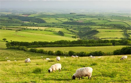 Moutons paissant dans le Parc National d'Exmoor, Devon, Angleterre, Royaume-Uni, Europe Photographie de stock - Rights-Managed, Code: 841-05962612