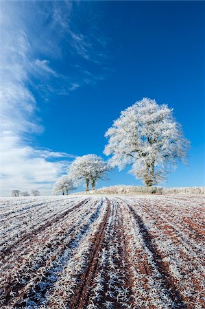 Hoar frosted farmland and trees in winter time, Bow, Mid Devon, England, United Kingdom, Europe Foto de stock - Con derechos protegidos, Código: 841-05962621