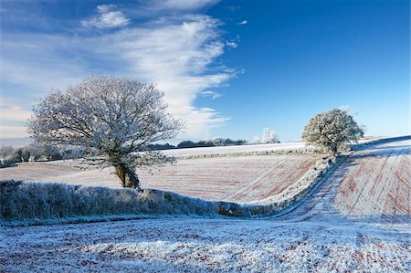 Hoar frosted farmland and trees in winter time, Bow, Mid Devon, England, United Kingdom, Europe Stock Photo - Rights-Managed, Code: 841-05962622