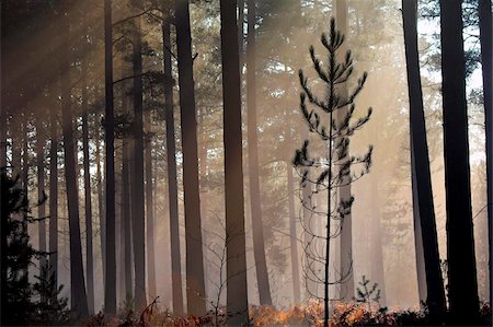 sunlight forest - Gaules de pin dans une forêt de pins brumeux, New Forest, Hampshire, Angleterre, Royaume-Uni, Europe Photographie de stock - Rights-Managed, Code: 841-05962635