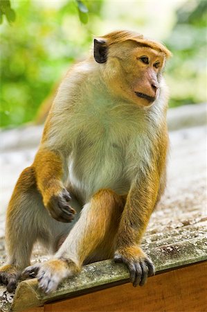 peradeniya - Toque macaque monkey, named for its hair, endangered, Royal Botanic Gardens, Peradeniya, Kandy, Sri Lanka, Asia Stock Photo - Rights-Managed, Code: 841-05962835