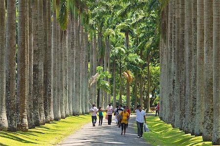 sri lanka - Cabbage Palm Avenue in the Royal Botanic Gardens, popular with families and young couples, Peradeniya, near Kandy, Sri Lanka, Asia Foto de stock - Direito Controlado, Número: 841-05962837