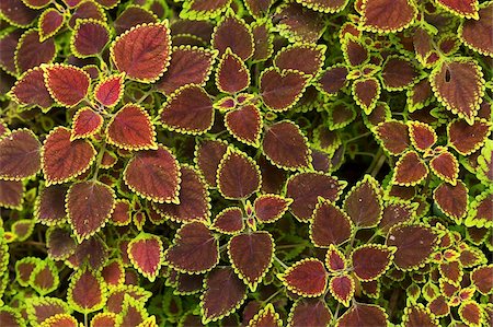 peradeniya - Colourful variegated Coleus or Painted Nettle, Royal Botanic Gardens, Peradeniya, near Kandy, Sri Lanka, Asia Stock Photo - Rights-Managed, Code: 841-05962832