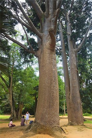 royal botanic gardens - Tropical tree with large smooth trunk in the 60 hectare Royal Botanic Gardens at Peradeniya, near Kandy, Sri Lanka, Asia Foto de stock - Con derechos protegidos, Código: 841-05962833