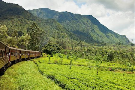 plantation - The scenic train ride through the Central Highlands, with its mountains and tea plantations, near Nuwara Eliya, Sri Lanka, Asia Foto de stock - Con derechos protegidos, Código: 841-05962854