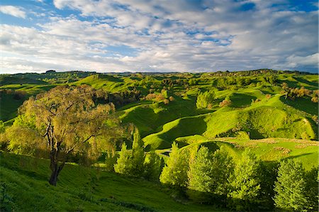 Farmland near Taihape, North Island, New Zealand, Pacific Stock Photo - Rights-Managed, Code: 841-06034063