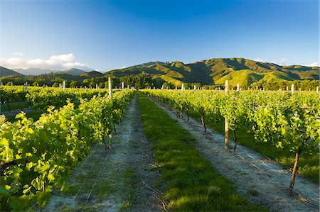 Vineyards near Blenheim, Marlborough, South Island, New Zealand, Pacific Foto de stock - Con derechos protegidos, Código: 841-06034072