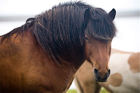 Wild Horses, South Iceland, Iceland, Polar Regions Foto de stock - Con derechos protegidos, Código: 841-06034244