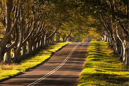 The winding road through the beech avenue at Kingston Lacy, Dorset, England, United Kingdom, Europe Foto de stock - Con derechos protegidos, Código: 841-06034285