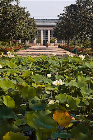 simsearch:841-08240052,k - Water lilies in the Jardins Botanique (Botanical Gardens), Tours, Indre et Loire, Centre, France, Europe Foto de stock - Con derechos protegidos, Código: 841-06034288