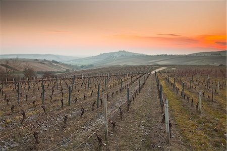 Vineyards, Sancerre, Cher, Loire Valley, Centre, France, Europe Stock Photo - Rights-Managed, Code: 841-06034312