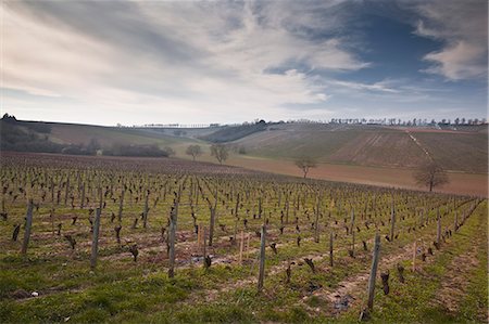 Vineyards, Sancerre, Cher, Loire Valley, Centre, France, Europe Foto de stock - Con derechos protegidos, Código: 841-06034323