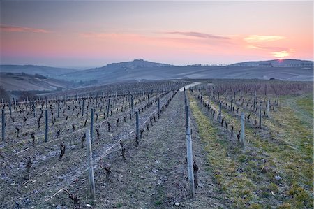 Vineyards, Sancerre, Cher, Loire Valley, Centre, France, Europe Stock Photo - Rights-Managed, Code: 841-06034334