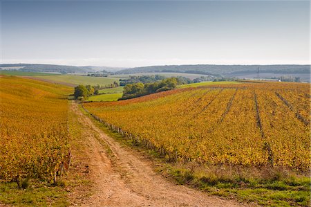 farm in france - The vineyards of Sancerre during autumn, Cher, Centre, France, Europe Stock Photo - Rights-Managed, Code: 841-06034332