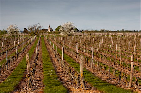 france vineyard - Vignobles, Souzay-Champigny, Saumur, Maine-et-Loire, France, Europe Photographie de stock - Rights-Managed, Code: 841-06034345