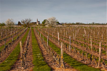 simsearch:841-07082781,k - Vineyards, Souzay-Champigny, Saumur, Maine-et-Loire, France, Europe Foto de stock - Con derechos protegidos, Código: 841-06034345