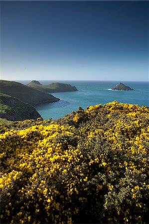 Le croupions, Cornwall, Angleterre, Royaume-Uni, Europe Photographie de stock - Rights-Managed, Code: 841-06034343